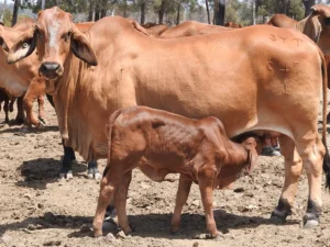 Elmo Red Brahmans