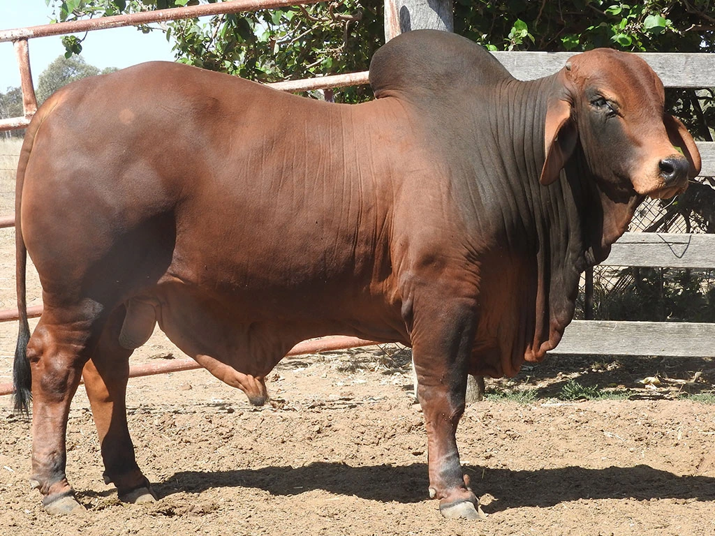 BOTTLE TREE LUMINEER 258 PS CYT258M