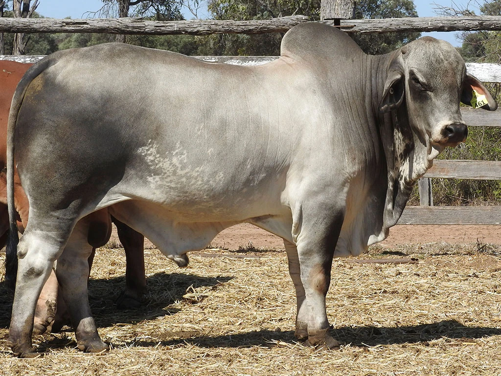 BOTTLE TREE STONEWALL 319 AI PS CYT319M