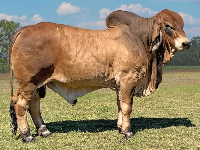 BUNGOONA MOSES 4196/2 (PP)