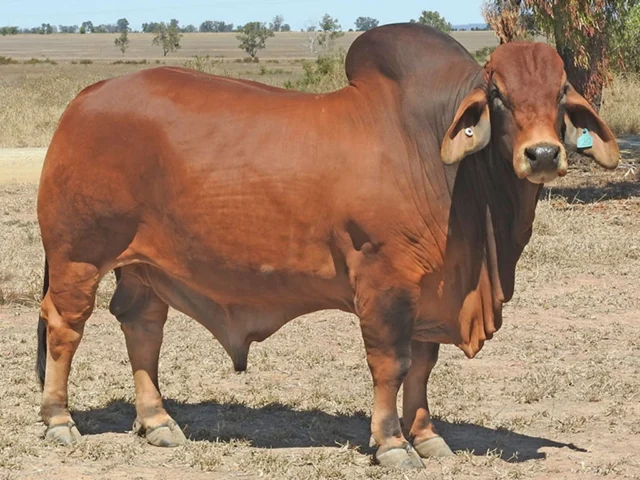 ELMO NAVAJO 881/5 (PS)