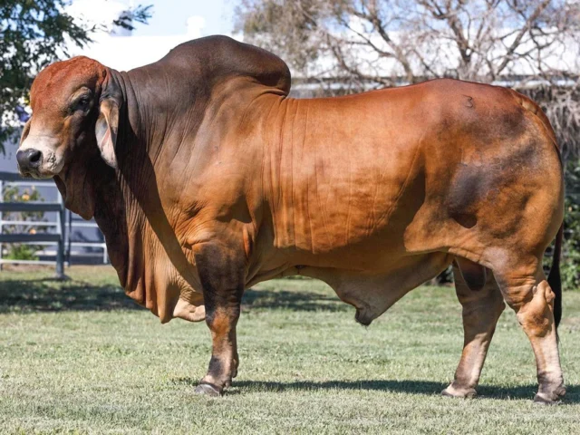 ELMO PICASSO 1023/7 (PP)