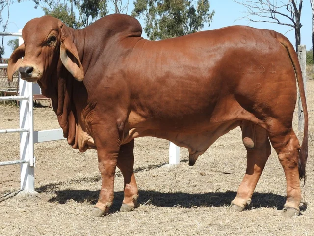 ELMO REDWOOD 1161/8 (PP)