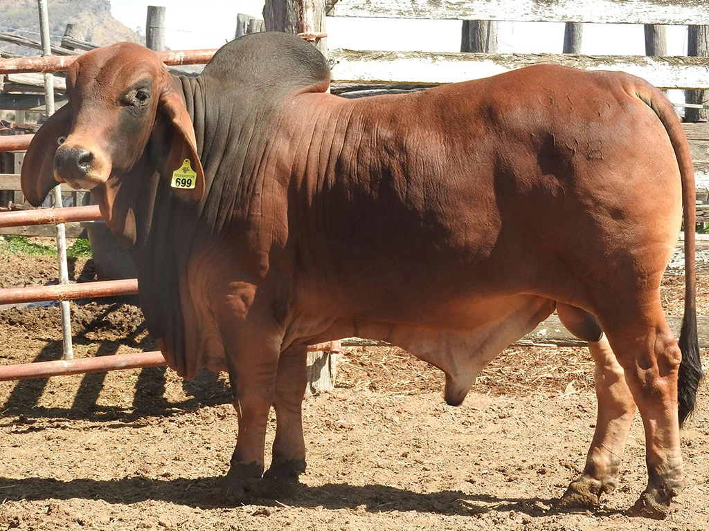 ELMO SAHARA 11929 PS 3YT11929M