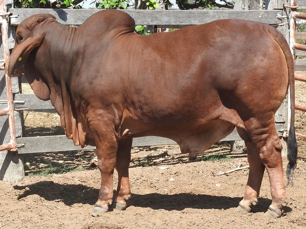 ELMO SANDMAN 11939 H 3YT11939M