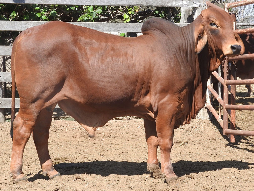 ELMO SHERIFF 12049 PS 3YT12049M 1