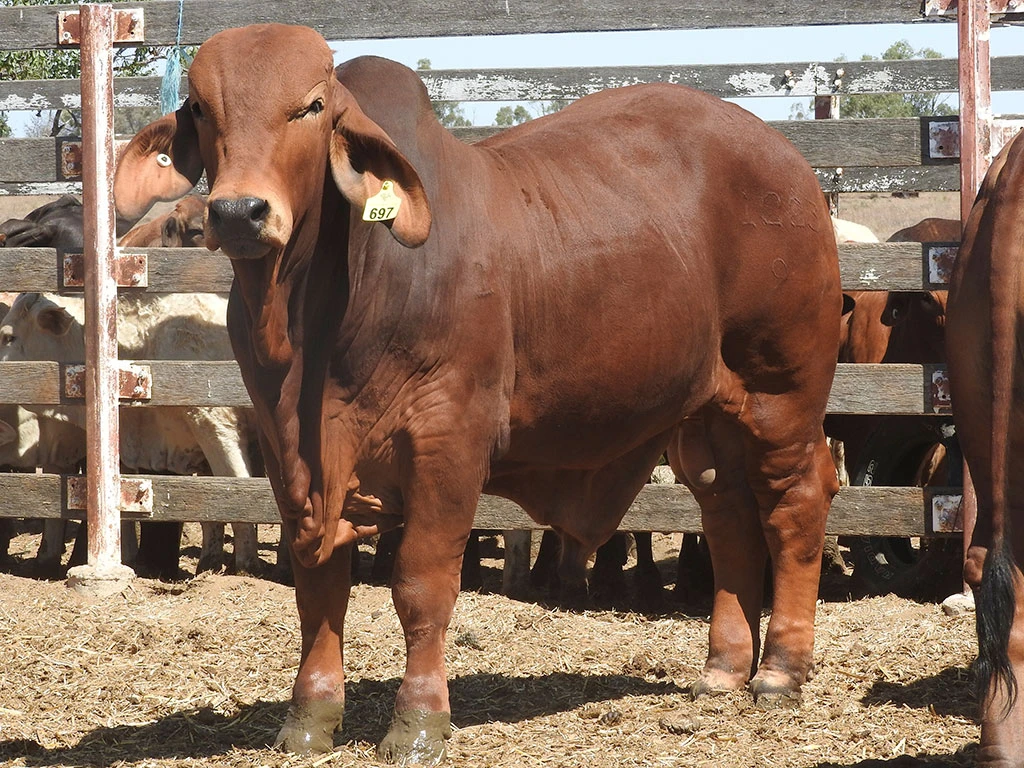 ELMO SHERWOOD 12239 H 3YT12239M