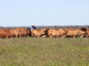 Elmo Red Brahmans