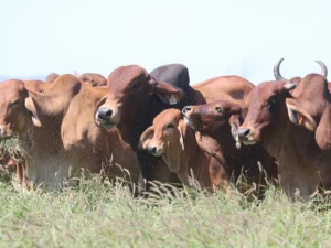 Elmo Red Brahmans