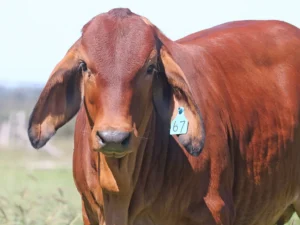 Elmo Red Brahmans