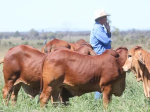 Elmo Red Brahmans