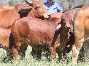 Elmo Red Brahmans