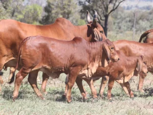 Elmo Red Brahmans