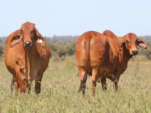 Elmo Red Brahmans