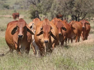 Elmo Red Brahmans