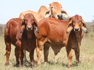 Elmo Red Brahmans