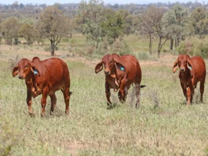 Elmo Red Brahmans