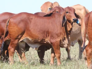 Elmo Red Brahmans