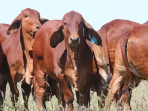 Elmo Red Brahmans
