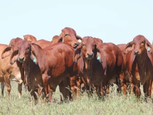 Elmo Red Brahmans