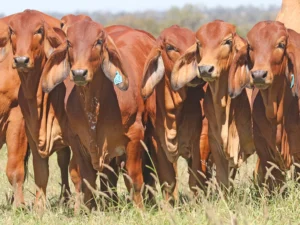 Elmo Red Brahmans