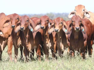 Elmo Red Brahmans