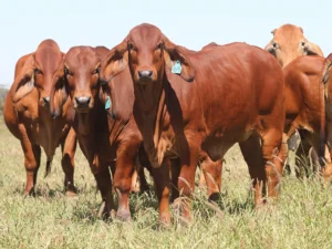 Elmo Red Brahmans
