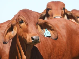 Elmo Red Brahmans