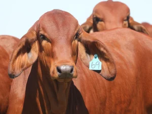 Elmo Red Brahmans
