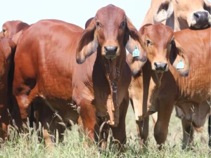 Elmo Red Brahmans