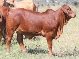 Elmo Red Brahmans