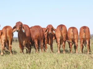 Elmo Red Brahmans