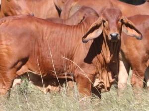 Elmo Red Brahmans
