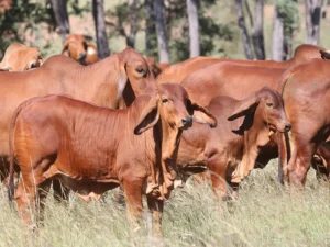 Elmo Red Brahmans