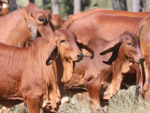 Elmo Red Brahmans