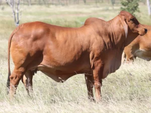 Elmo Red Brahmans