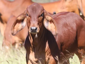Elmo Red Brahmans