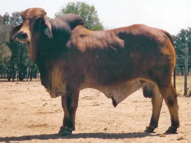 MT CALLAN BRAVO 7/00 (PS)