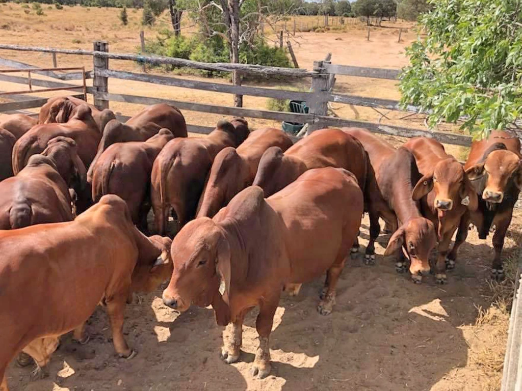Past herd bull sales - these bulls were sent to Western Australia in 2018